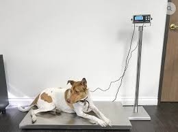 Escala de plataforma veterinária de aço inoxidável com indicador Pesador de porco de cavalo de cabra