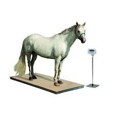 Escala de plataforma veterinária de aço inoxidável com indicador Pesador de porco de cavalo de cabra